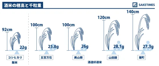 酒米的穗高與千粒重